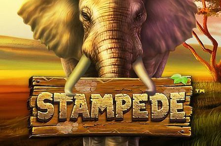 Stampede Slot Game Free Play at Casino Zimbabwe